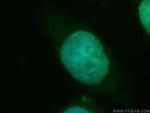 CDA1 Antibody in Immunocytochemistry (ICC/IF)