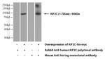 KIF2C Antibody in Western Blot (WB)