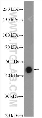 NEIL1 Antibody in Western Blot (WB)
