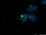 GOPC Antibody in Immunocytochemistry (ICC/IF)