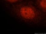 FAM107A Antibody in Immunocytochemistry (ICC/IF)