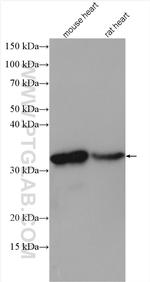 SMNDC1 Antibody in Western Blot (WB)