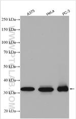 TOMM34 Antibody in Western Blot (WB)