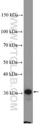 TOMM34 Antibody in Western Blot (WB)