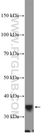 TOMM34 Antibody in Western Blot (WB)