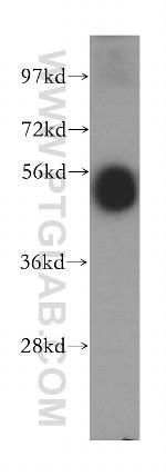 TTRAP Antibody in Western Blot (WB)
