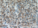 CHURC1 Antibody in Immunohistochemistry (Paraffin) (IHC (P))