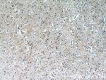 CHURC1 Antibody in Immunohistochemistry (Paraffin) (IHC (P))