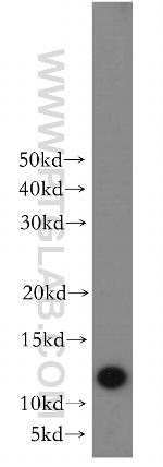 CHURC1 Antibody in Western Blot (WB)