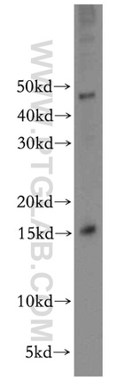 CHURC1 Antibody in Western Blot (WB)