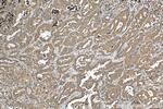 Calpastatin Antibody in Immunohistochemistry (Paraffin) (IHC (P))