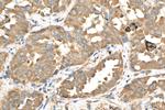 Calpastatin Antibody in Immunohistochemistry (Paraffin) (IHC (P))