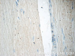 Calpastatin Antibody in Immunohistochemistry (Paraffin) (IHC (P))