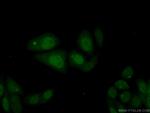 MCM10 Antibody in Immunocytochemistry (ICC/IF)