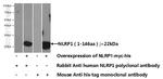 NLRP1 Antibody in Western Blot (WB)