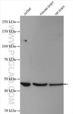 SLC25A46 Antibody in Western Blot (WB)