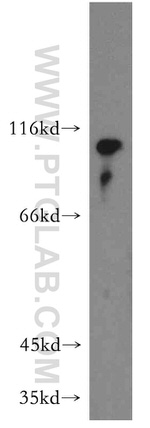 LEO1 Antibody in Western Blot (WB)