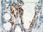 RHOF Antibody in Immunohistochemistry (Paraffin) (IHC (P))