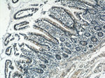 RHOF Antibody in Immunohistochemistry (Paraffin) (IHC (P))