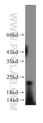 RHOF Antibody in Western Blot (WB)