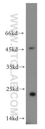 RHOF Antibody in Western Blot (WB)