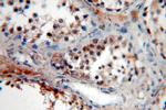 Neurotrophin 4 Antibody in Immunohistochemistry (Paraffin) (IHC (P))