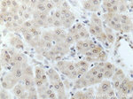 DNAJC1 Antibody in Immunohistochemistry (Paraffin) (IHC (P))