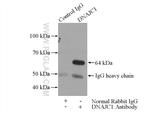 DNAJC1 Antibody in Immunoprecipitation (IP)