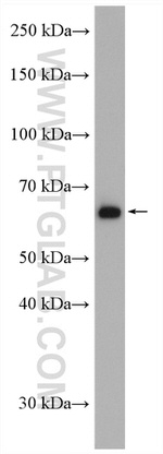DNAJC1 Antibody in Western Blot (WB)