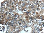 CCNDBP1 Antibody in Immunohistochemistry (Paraffin) (IHC (P))