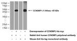 CCNDBP1 Antibody in Western Blot (WB)