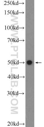 TSKU Antibody in Western Blot (WB)