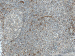 IL33 Antibody in Immunohistochemistry (Paraffin) (IHC (P))