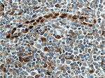 IL33 Antibody in Immunohistochemistry (Paraffin) (IHC (P))