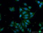 COX2 Antibody in Immunocytochemistry (ICC/IF)