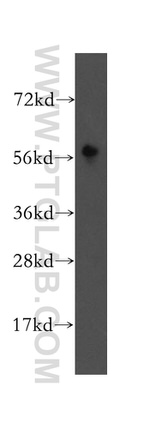 GPR183/EBI2 Antibody in Western Blot (WB)