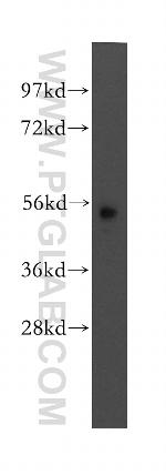 MEF2A Antibody in Western Blot (WB)