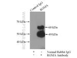 RGMA Antibody in Immunoprecipitation (IP)