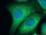 STAM Antibody in Immunocytochemistry (ICC/IF)