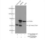 PDE1A Antibody in Immunoprecipitation (IP)