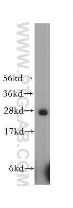 HS2ST1 Antibody in Western Blot (WB)