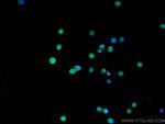 IRF2 Antibody in Immunocytochemistry (ICC/IF)