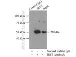 IRF2 Antibody in Immunoprecipitation (IP)