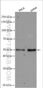 IRF2 Antibody in Western Blot (WB)