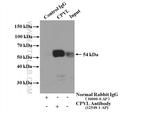 CPVL Antibody in Western Blot (WB)