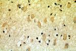 PRMT8 Antibody in Immunohistochemistry (Paraffin) (IHC (P))