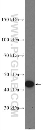 PRMT8 Antibody in Western Blot (WB)