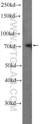 TRIM25 Antibody in Western Blot (WB)