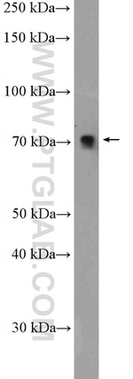 TRIM25 Antibody in Western Blot (WB)