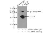 SULT4A1 Antibody in Immunoprecipitation (IP)